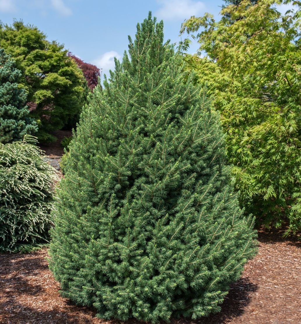 Big Berta Dwarf White Spruce Natorps Online Plant Store